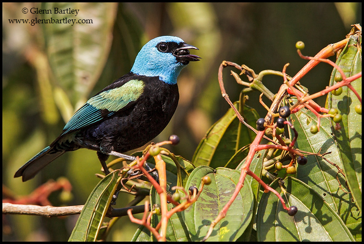 Blue-necked%20Tanager%20-%2003.jpg