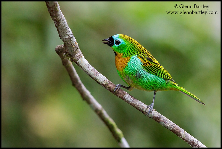 Brassy-breasted%20Tanager%20-%2009.jpg