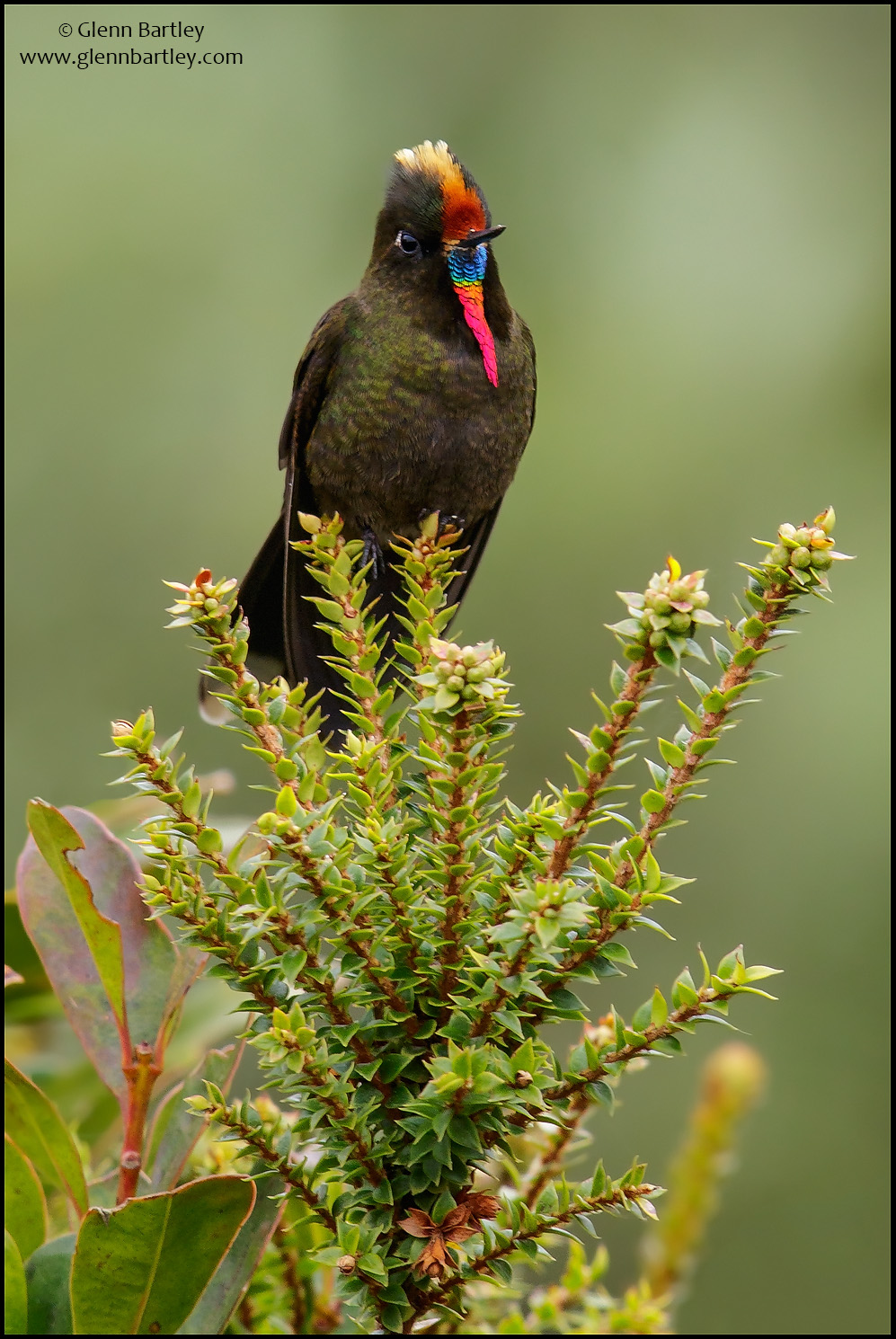 Rainbow-bearded%20Thornbill%20-%2001.jpg