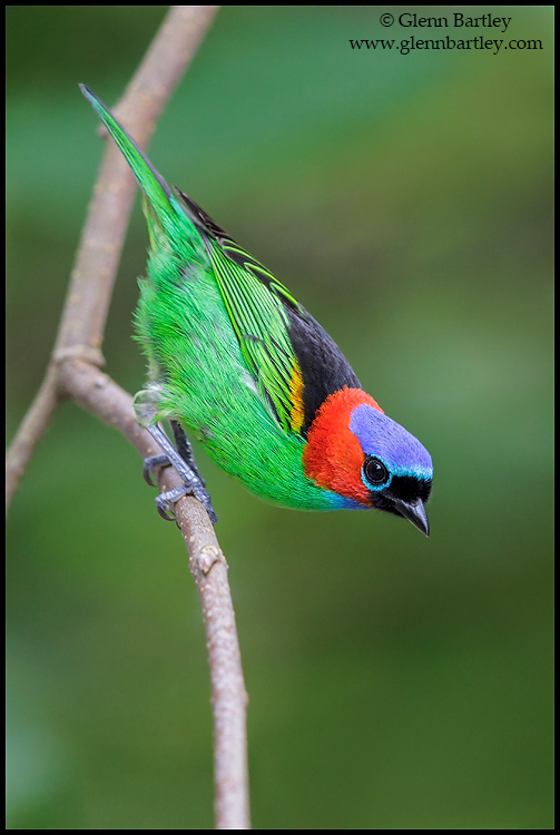 Red-necked%20Tanager%20-%2013.jpg