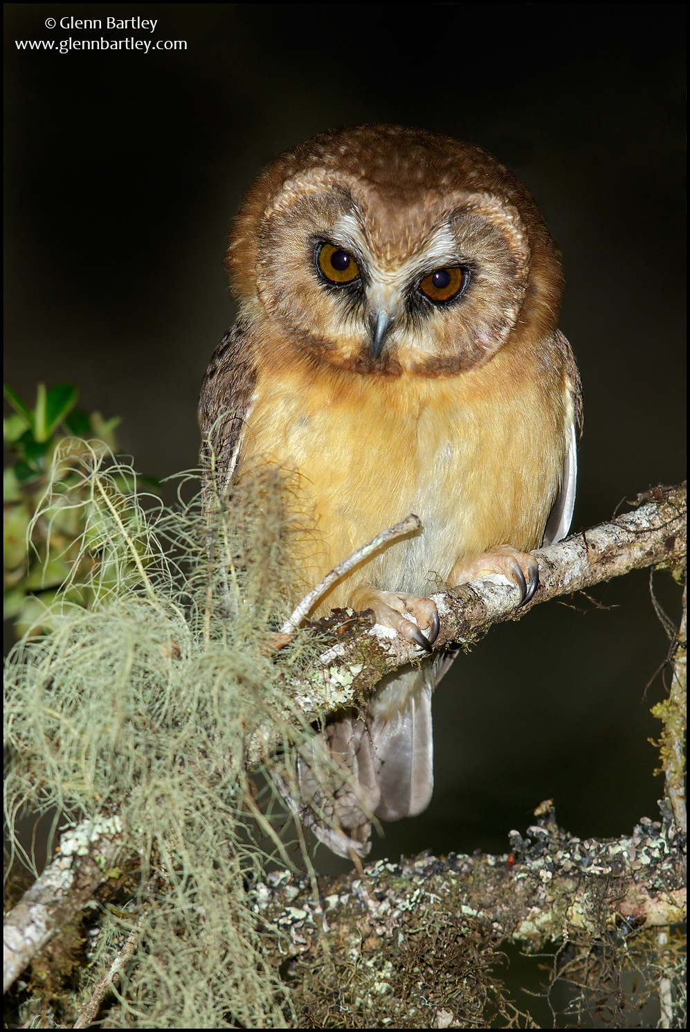 Unspotted%20Saw%20Whet%20Owl%20-%2001.jpg