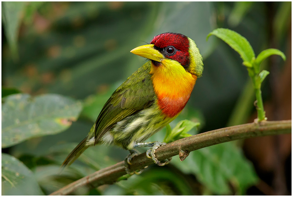 Birds of Peru