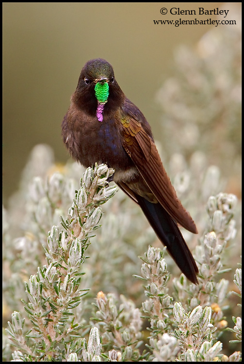 http://www.glennbartley.com/naturephotography/articles/Hummingbirds%20-%20Article%20Query/Blue-mantled%20Thornbill%20-%2001.jpg