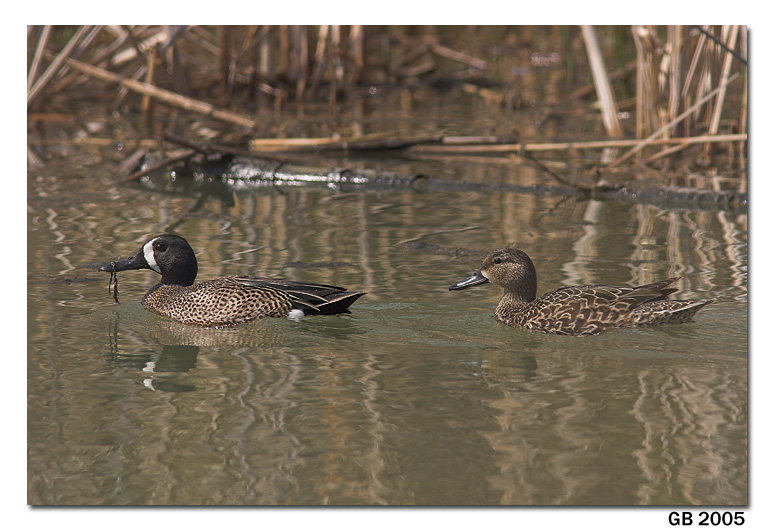 BLUE WINGED TEAL