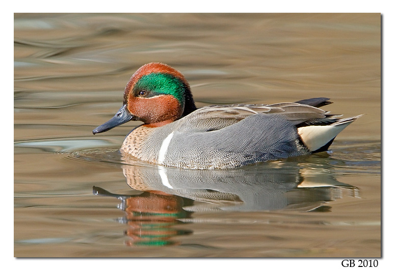 GREEN-WINGED TEAL
