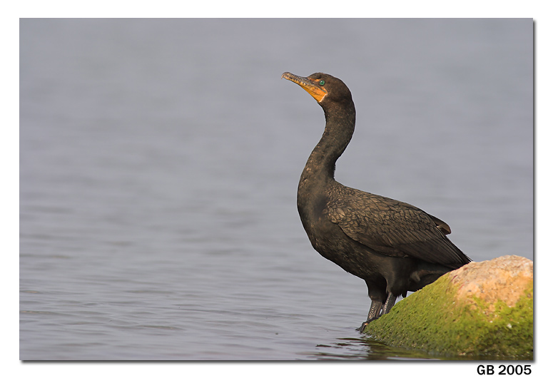 DOUBLE CRESTED CORMORANT